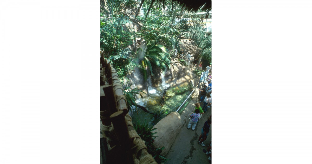 Audubon Aquarium | Amazon Rainforest