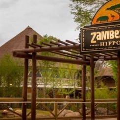 Memphis Zoo | Zambezi River Hippo Camp