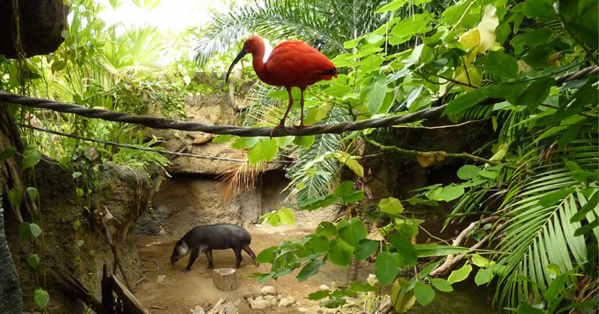 Mesker Zoo | Amazonia