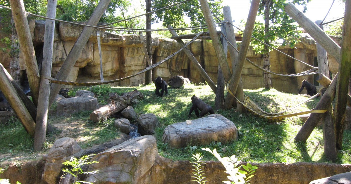 Memphis Zoo | Primate Canyon