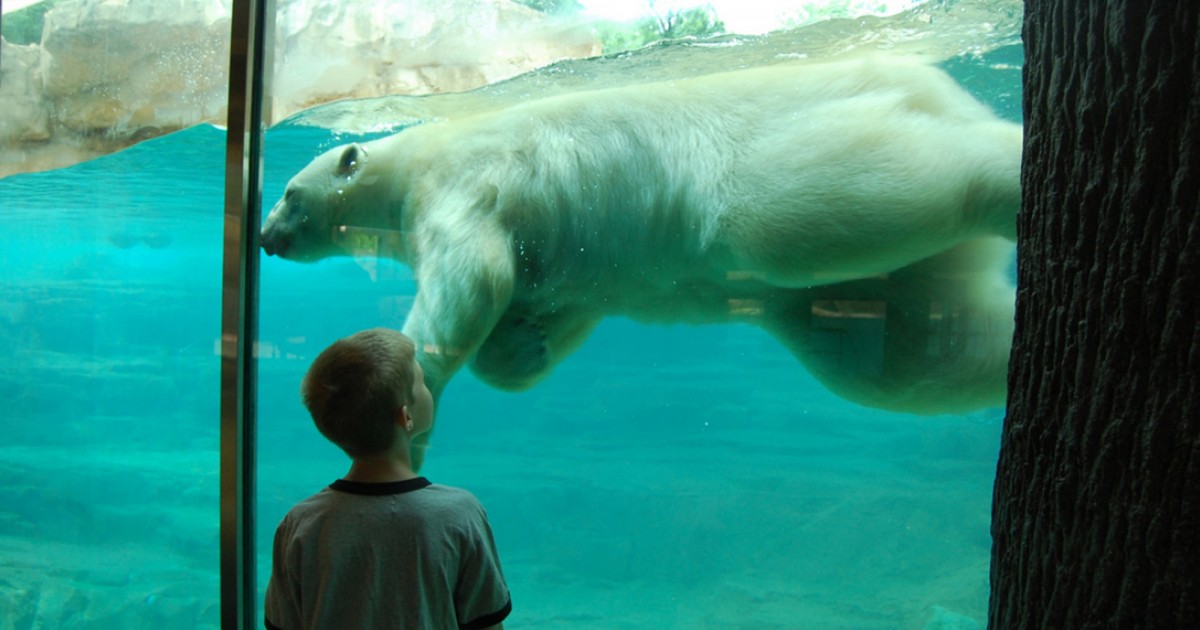 Memphis Zoo | Northwest Passage