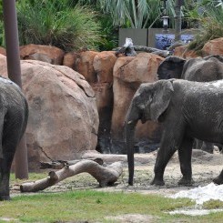 Tampa's Lowry Zoo | Safari Africa