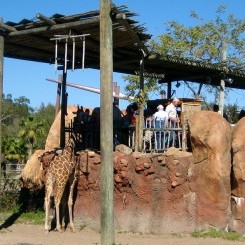 Tampa's Lowry Zoo | Safari Africa