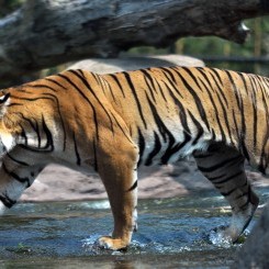 Virginia Zoo | Trail of the Tiger