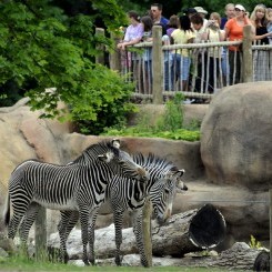 Peoria Zoo | Africa